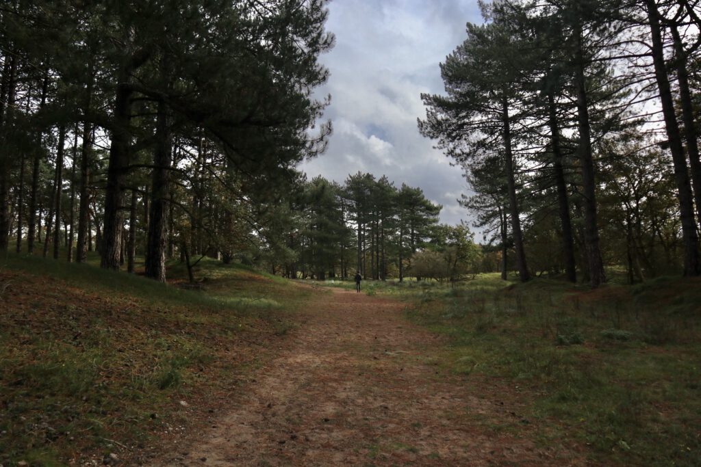 amsterdamse waterleidingduinen